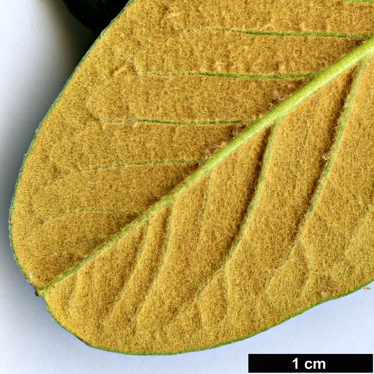 High resolution image: Family: Ericaceae - Genus: Rhododendron - Taxon: citriniflorum - SpeciesSub: var. horaeum